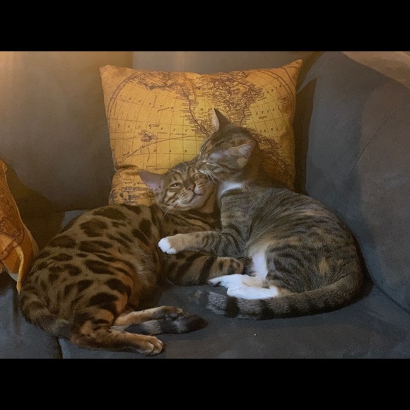 Meet your Posher, Brianna - Picture 1 of 1